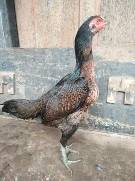 ayam betina pamangon, mundur tampar, tempel brakot,