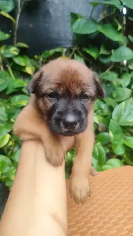 Anak anjing puppies mix jantan open adopsi ganti pakan