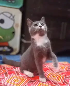 mix bsh bicolor murah