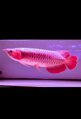 arwana super red