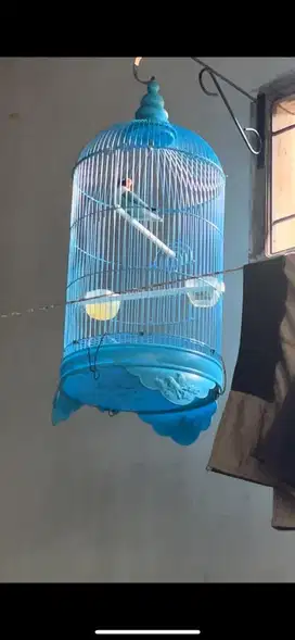 Lovebird sf fullset