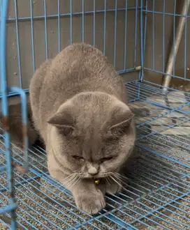 Kucinf british shorthair bsh british short hair