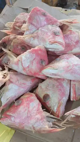 pala kakap merah