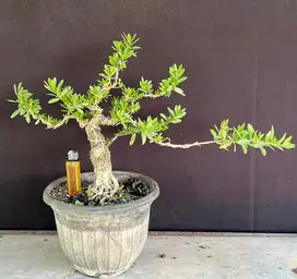 Bonsai santigi bahan