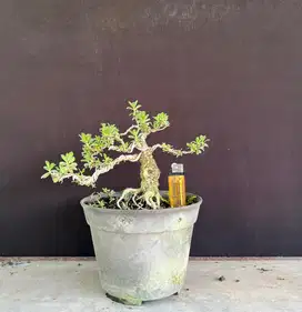 Bonsai Santigi (bahan)