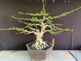 Bonsai Hokiantea