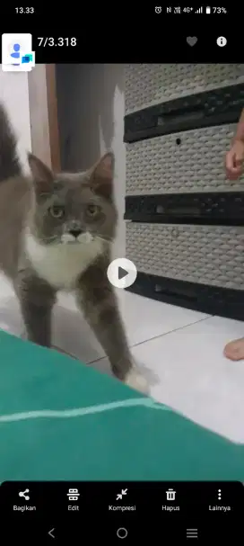 Kucing persia jantan A5 nego tipis