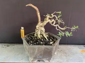 Bonsai Santigi (stigi)