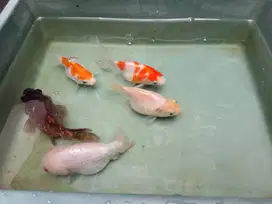 Ikan Tamasaba dan ranchu