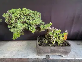 Bonsai Santigi (stigi)