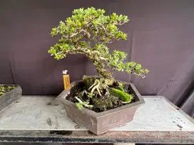 Bonsai Santigi (stigi)