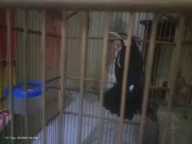 burung jalak suren jinak