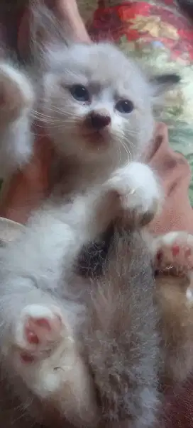 Kitten Persia Himalaya