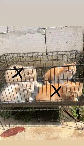 Kucing persia exotic peaknose betina