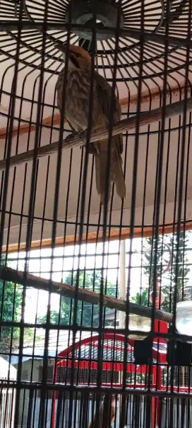 Burung Sultan Cucak Rowo Gacoran