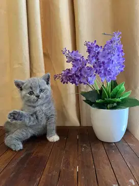 BSH kitten Lucu
