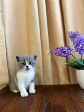 BSH kitten Lucu