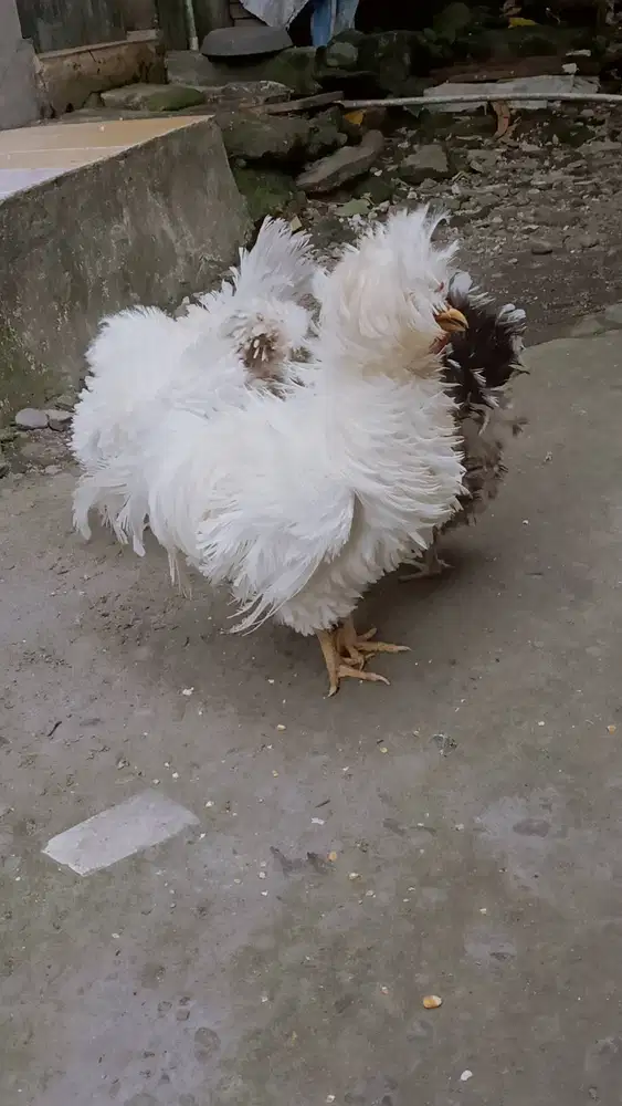 Turun Harga Poland Walik Indukan Sepaket Aktif Produksi