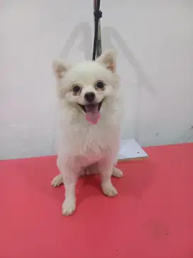Super minipom betina 1tahun