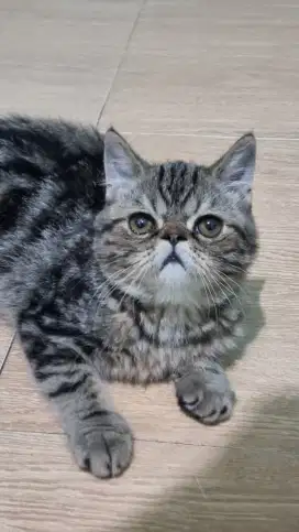 Kitten Persia Exotic short hair (Peaknose)