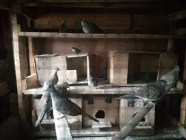 Jual borongan 9 ekor burung perkutut campuran cemani,silven& lokal