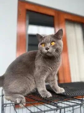 Kucing BSH British Shorthair pure non ped