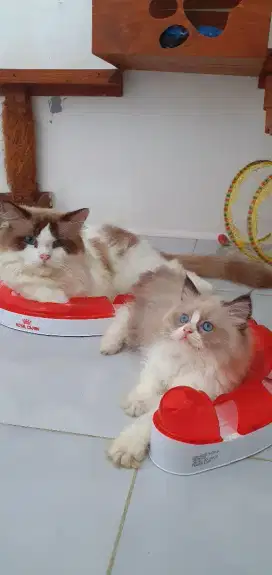 Kitten RagdoLL biCoLor non Ped Female