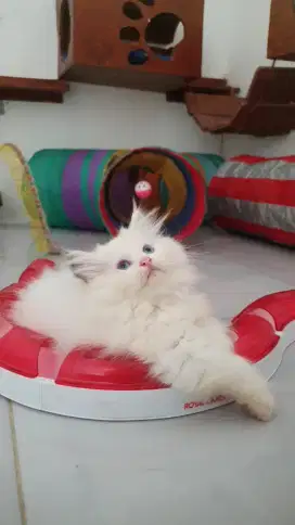 Kitten Ragdoll female
