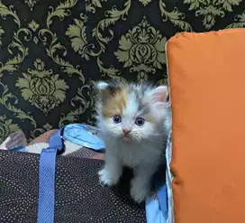 kitten persia flatnose betina