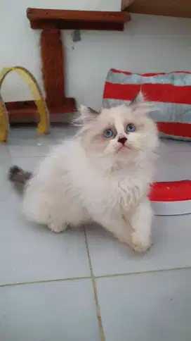 Kitten RagdoLL seal point Non Ped Female