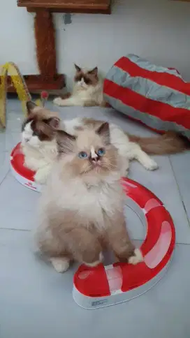 Kitten RagdoLL seal bicolor Female non Ped