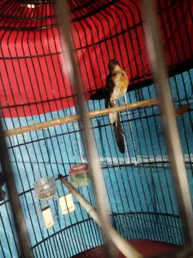 Trotol murai jantan trah aceh