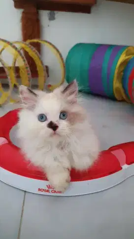 Kitten Ragdoll Female non Ped