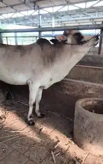 borongan 4 ekor sapi jantan 1 tahunan 200-250kiloan siap digemukin top