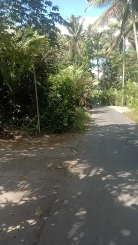 TANAH TEGALAN KEBUN SALAK PRODUKTIF VIEW MERAPI 500RB/M, TURI.JK13453