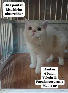 BRITISH SHORTHAIR KITTEN