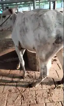 3 ekor sapi jantan 1 tahunan 200-250kiloan siap penggemukan qurban2026