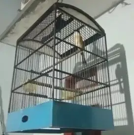 Burung pentet gacor