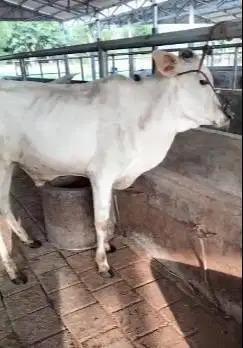 3 ekor sapi jantan 1 tahunan siap penggemukan qurban  200-250kilo puas