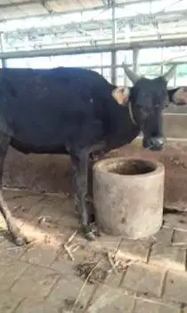 3 ekor sapi jantan 1 tahunan siap penggemukan qurban  200-250kilo puas