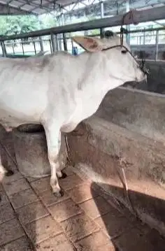 paket 3 ekor sapi jantan 1 tahunan 200-250kiloan siap penggemukan puas