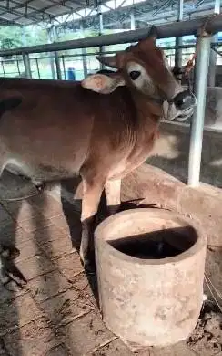 paket 3 ekor sapi jantan 1 tahunan 200-250kiloan siap penggemukan puas