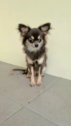 Chi Hua Hua Long Hair Betina