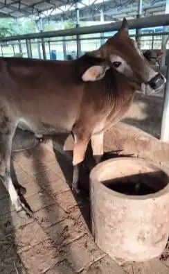 3 ekor sapi jantan 1 tahunan 200-250kiloan siap penggemukan kurban top