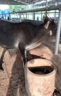 3 ekor sapi jantan 1 tahunan 200-250kiloan siap penggemukan kurban top