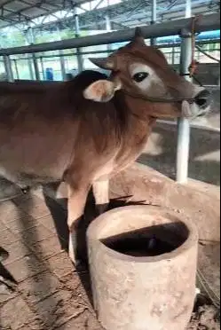 3 ekor sapi jantan 1 tahunan 200-250kiloan siap penggemukan kurban top