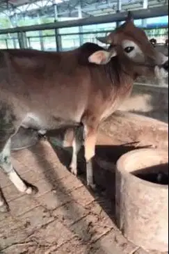 3 ekor sapi jantan 1 tahunan siap penggemukan ternak piara jamin puas