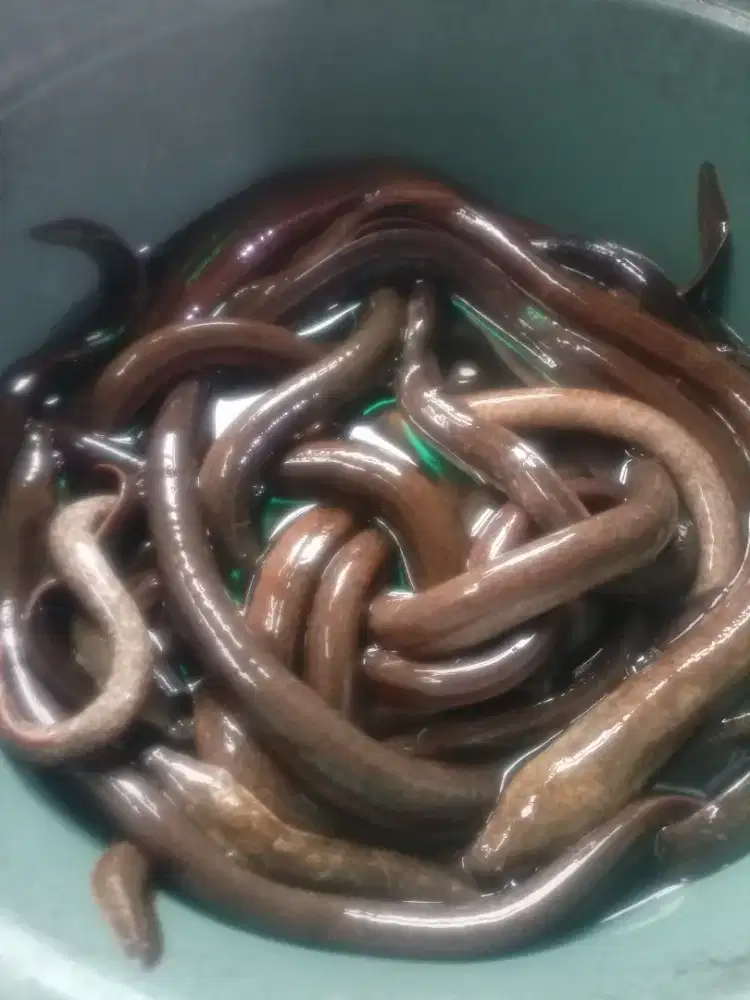 Menjual belut hidup hasil alam