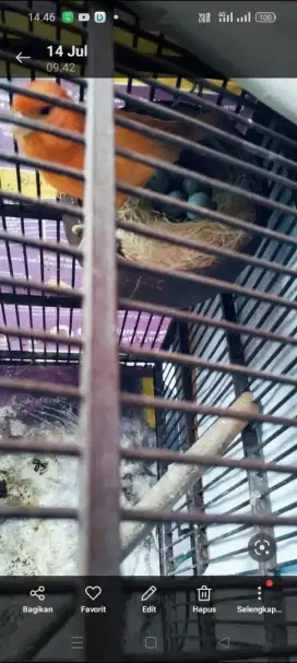 Kenari betina MERLOK asli posisi LG ngerem sangat pandai ngeremnya