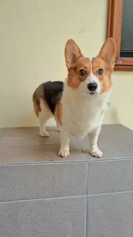 Pembroke Welsh Corgi Betina